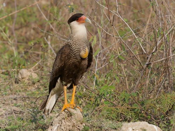 Zuidelijke kuifcaracara (Caracara plancus)